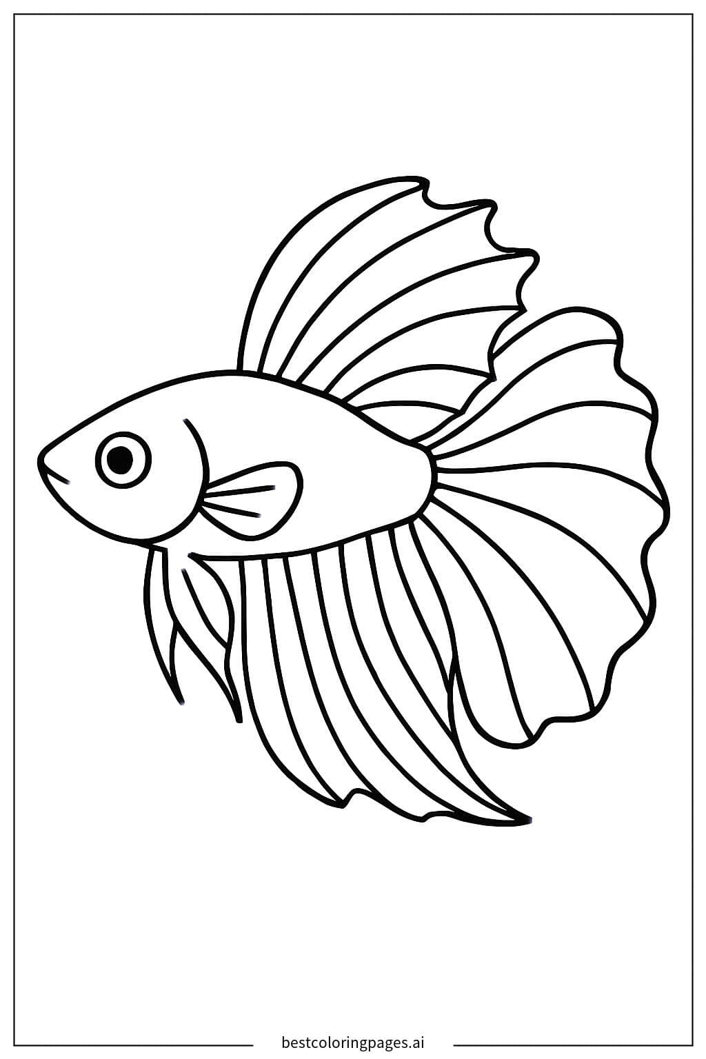 美人魚鬥魚側面圖