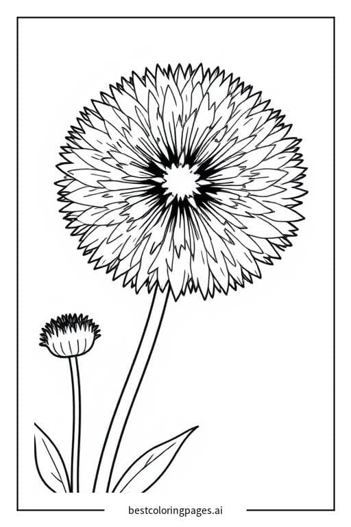 Blooming Dandelion