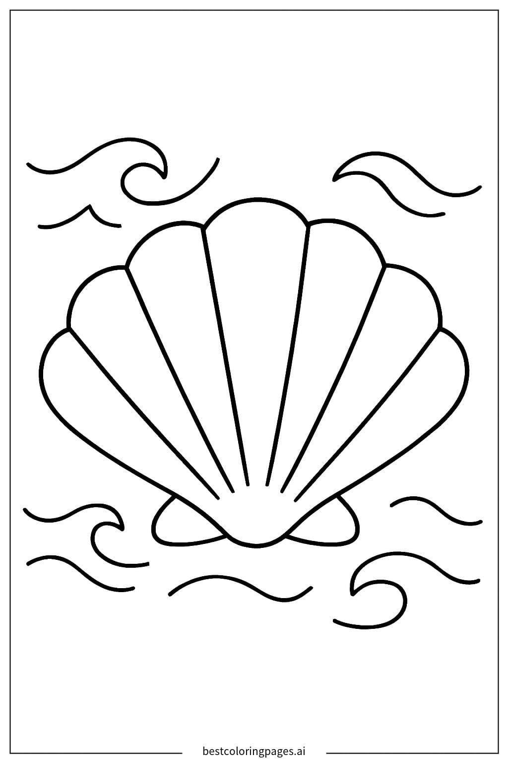 Sammlung von Muscheln