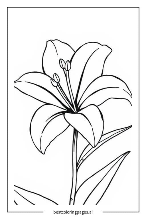 Beautiful White Lily