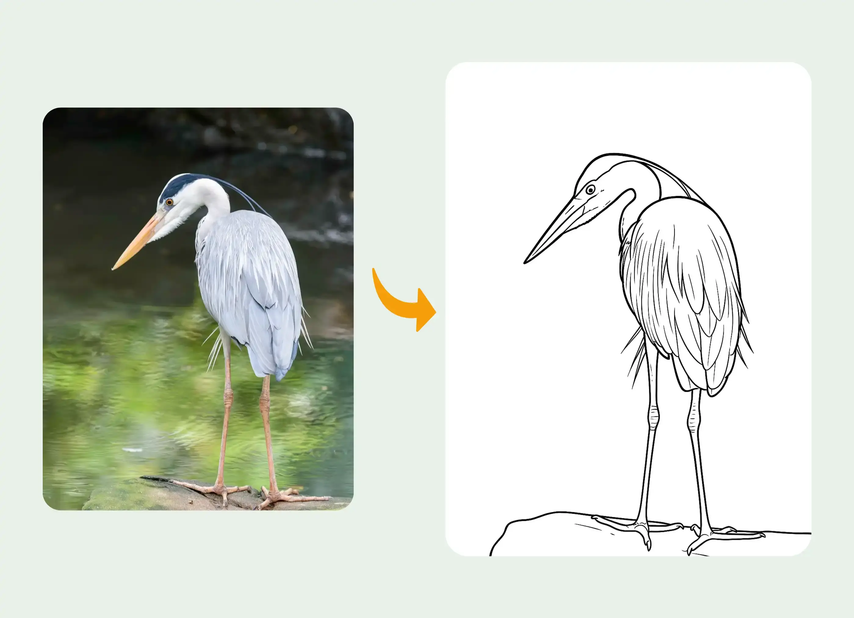 優雅蒼鷺照片轉換成的清晰線稿素描