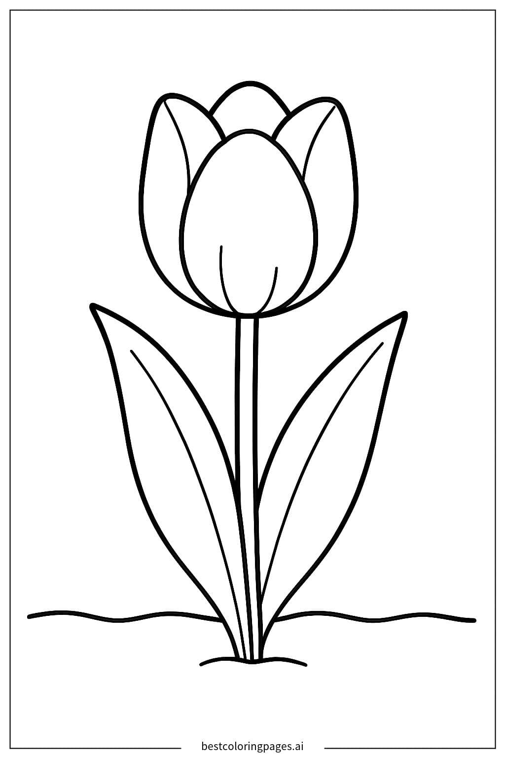 A Beautiful Tulip in Bloom