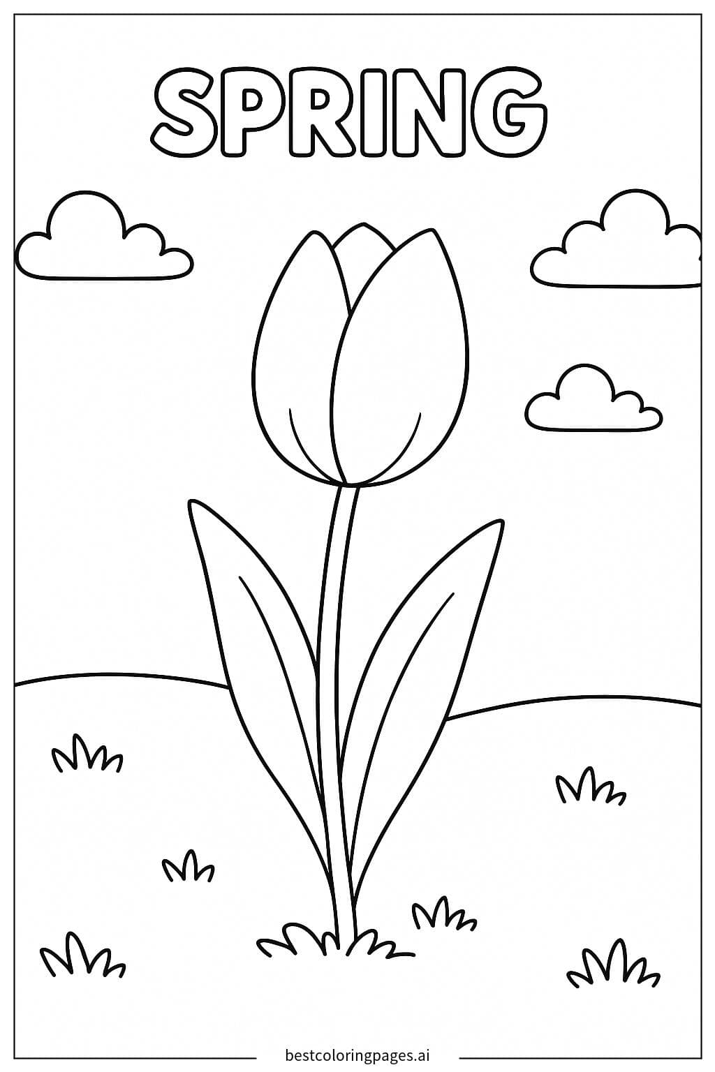 Tulip Field in Spring